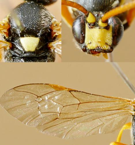 Réf. 191 017 : Ichneumon sarcitorius